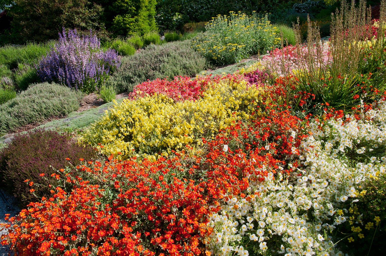 Home - Albers Vista Gardens | Botanical Garden in Kitsap County ...